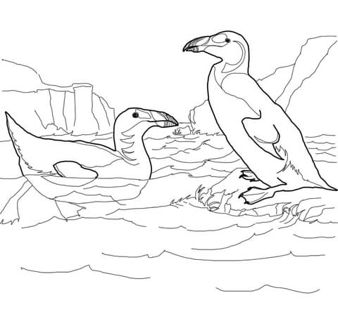 Extinct Great Auk Coloring Page